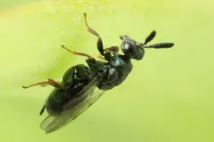 Monodontomerus thorpi thumbnail 1