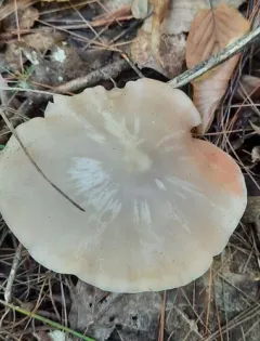 Wood Pinkgill thumbnail 3