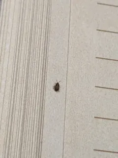 False Chinch Bug thumbnail 4