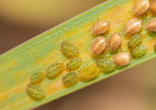 Spiny Grass Aphid