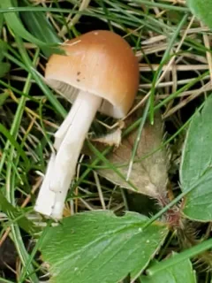 clustered brittlestem thumbnail 4