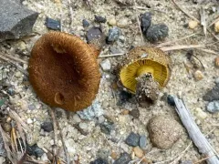 Cortinarius aureifolius thumbnail 1