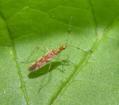 Dicyphus famelicus