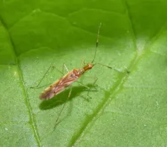 Dicyphus famelicus thumbnail 1