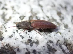 Rusty Click Beetle thumbnail 4
