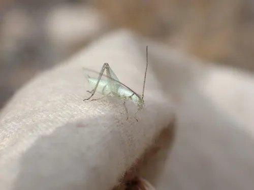 Sage Tree Cricket