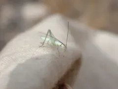 Sage Tree Cricket thumbnail 1