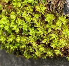 Extinguisher Moss thumbnail 3