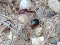 Freckle-necked Kuschelina thumbnail 1