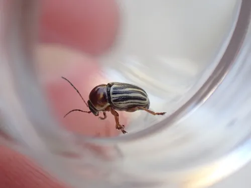 Confluent Cryptocephalus