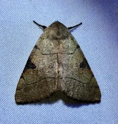 Bent-lined Dart thumbnail 3