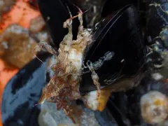 Caprella alaskana thumbnail 2