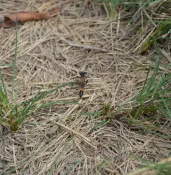 Ammophila pictipennis thumbnail 3