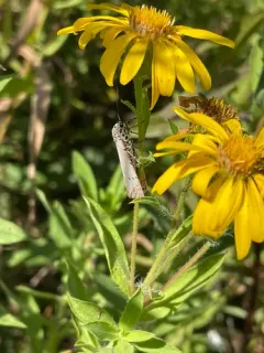 Ornate Bella Moth thumbnail 1