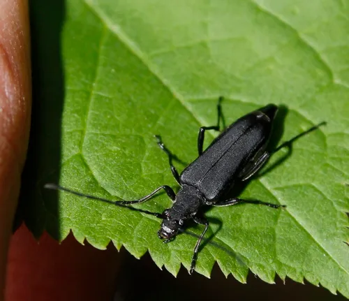 Trachysida aspera