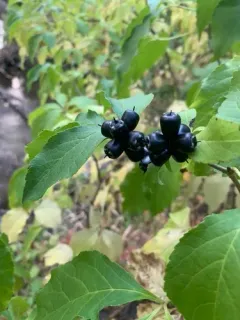 Tatarian aralia thumbnail 3