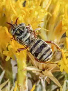 New Mexico Cellophane-cuckoo Bee thumbnail 2
