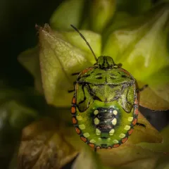 Southern Green Stink Bug thumbnail 3