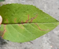 Scrobipalpula manierreorum thumbnail 3