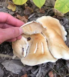 Tricholoma sulphurescens thumbnail 2