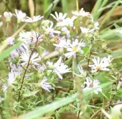 Pacific Aster thumbnail 1