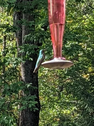 Mexican Violetear
