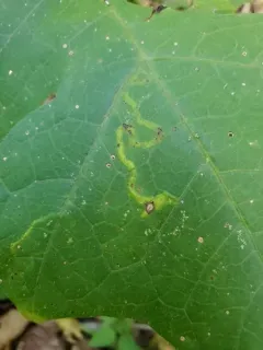 Liriomyza hypopolymnia thumbnail 2