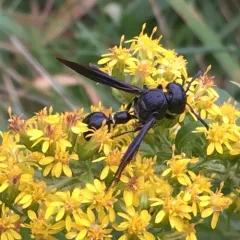 Zethus spinipes thumbnail 1