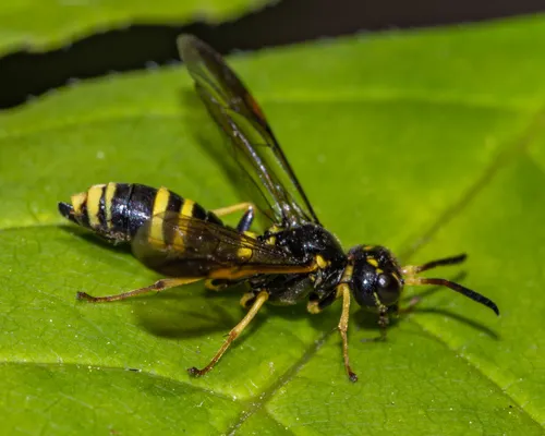 Allantus viennensis