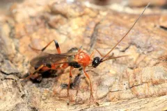 Aleiodes parasiticus thumbnail 3