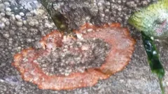 Red Ripple Bryozoan thumbnail 2