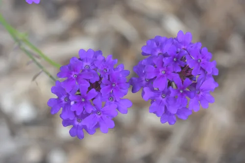 moss verbena