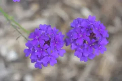 moss verbena thumbnail 1