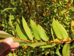 booth's willow thumbnail 4
