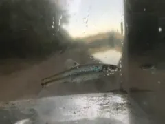 Bullhead Minnow thumbnail 2