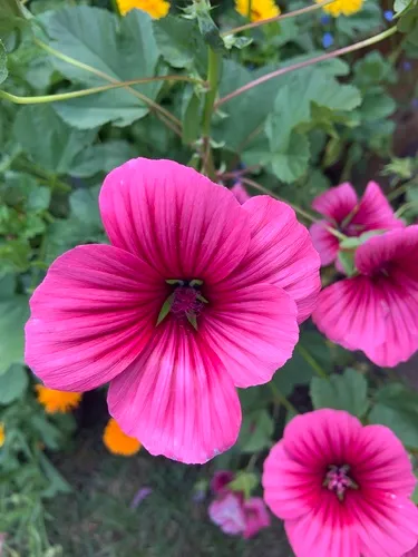 Mallow-wort
