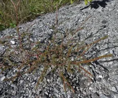 Slender Russian-thistle thumbnail 2