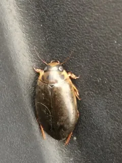 Rhantus gutticollis thumbnail 2
