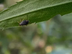 black willow aphid thumbnail 2