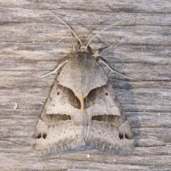 Forage Looper Moth thumbnail 4