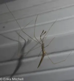 Lizard Spider thumbnail 3