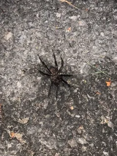 Antrodiaetus unicolor thumbnail 4