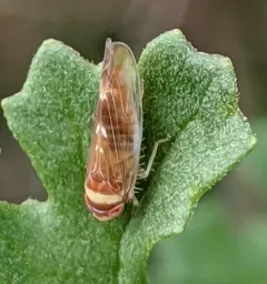 Colladonus reductus thumbnail 2