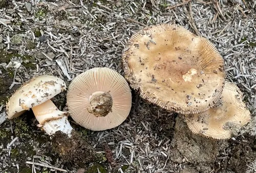 Amanita peckiana