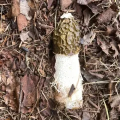 Skirted Stinkhorn thumbnail 4
