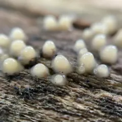 Helicogloea compressa thumbnail 2