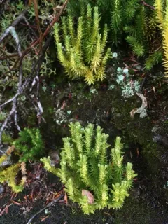Appalachian clubmoss thumbnail 4