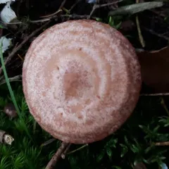 Lactarius subpurpureus thumbnail 2