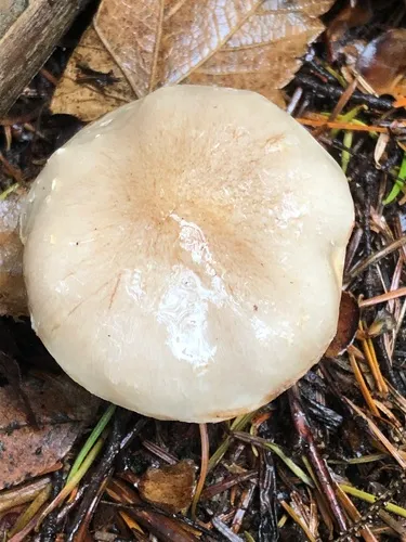 Pholiota lenta