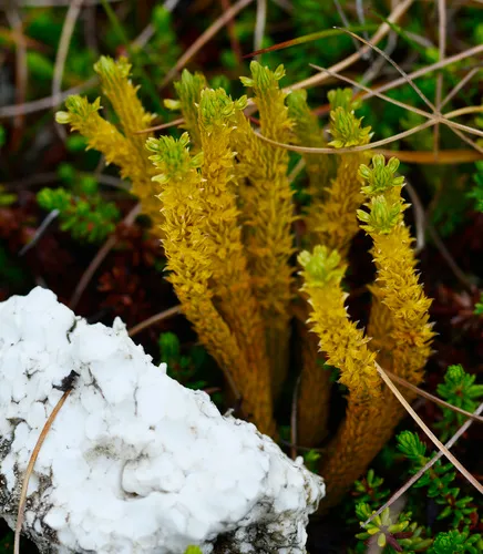 northern firmoss